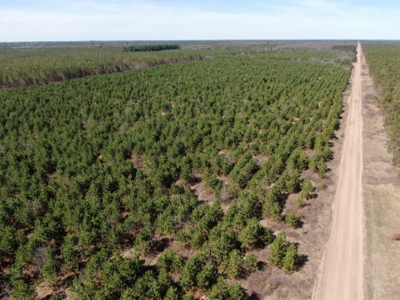 Corner Town of Rome 90 acre timber lot for sale in Adams Cou - image 1