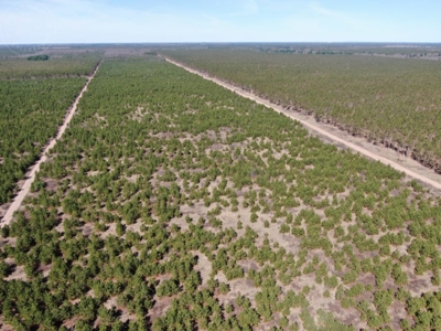 Corner Town of Rome 90 acre timber lot for sale in Adams Cou - image 15