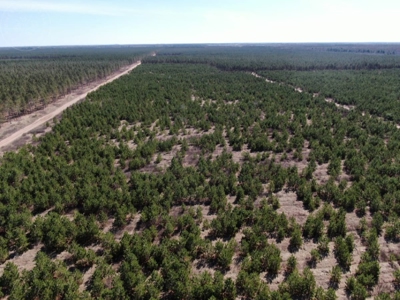 Corner Town of Rome 90 acre timber lot for sale in Adams Cou - image 7