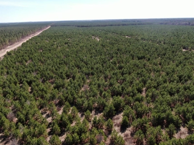 Corner Town of Rome 90 acre timber lot for sale in Adams Cou - image 2