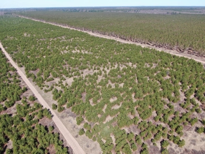 Corner Town of Rome 90 acre timber lot for sale in Adams Cou - image 13