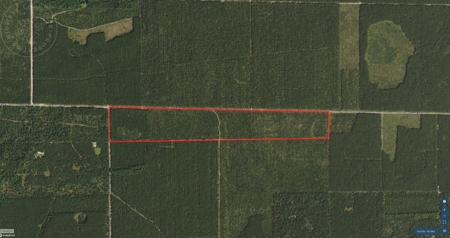 Corner Town of Rome 90 acre timber lot for sale in Adams Cou - image 3