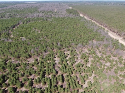 Corner Town of Rome 90 acre timber lot for sale in Adams Cou - image 18