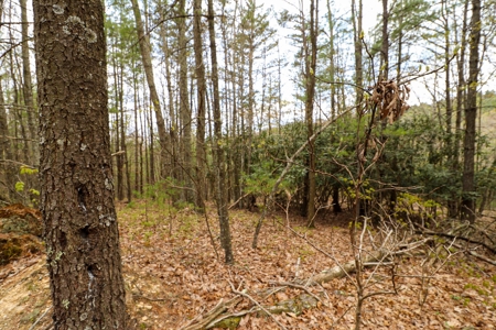 Wooded Land for Sale in Riner VA - image 4