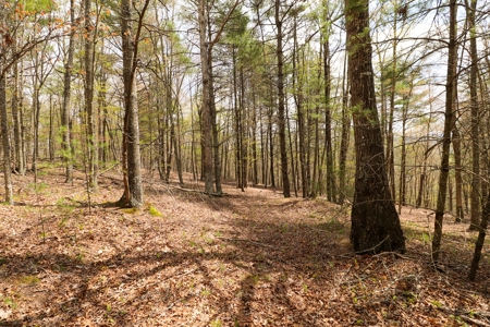 Wooded Land for Sale in Riner VA - image 12