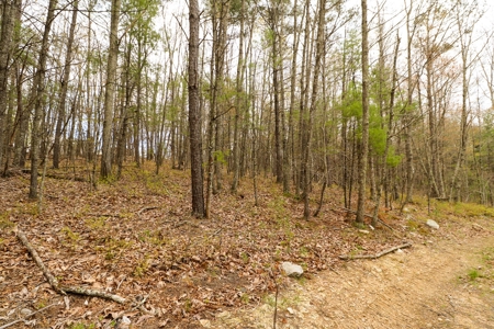 Wooded Land for Sale in Riner VA - image 6
