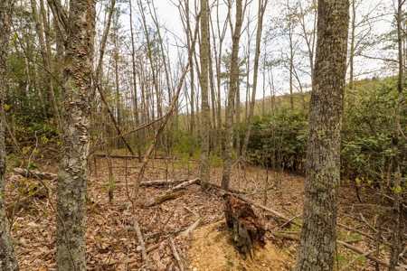 Wooded Land for Sale in Riner VA - image 2