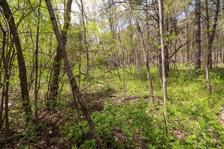 Wooded Land for Sale in Riner VA - image 17