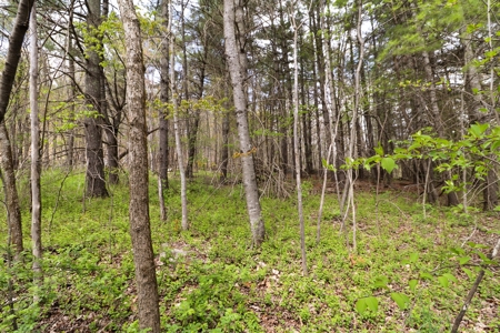 Wooded Land for Sale in Riner VA - image 16