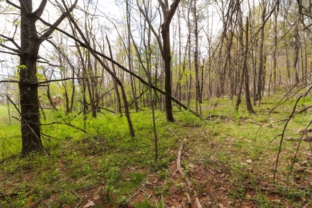 Wooded Land for Sale in Riner VA - image 21