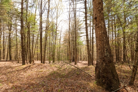 Wooded Land for Sale in Riner VA - image 13