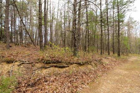 Wooded Land for Sale in Riner VA - image 5