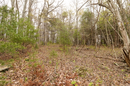 Wooded Land for Sale in Riner VA - image 8