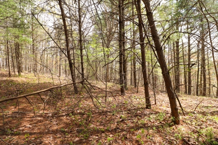 Wooded Land for Sale in Riner VA - image 11