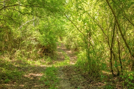 23 Acres Land for Sale in Jackson, East Feliciana Parish, LA - image 29