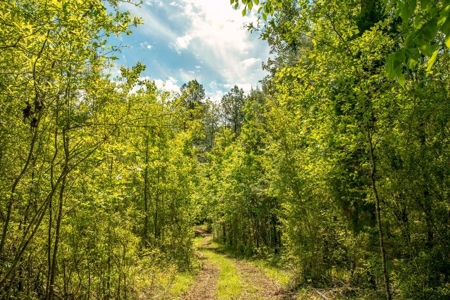 23 Acres Land for Sale in Jackson, East Feliciana Parish, LA - image 19
