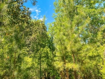 23 Acres Land for Sale in Jackson, East Feliciana Parish, LA - image 43