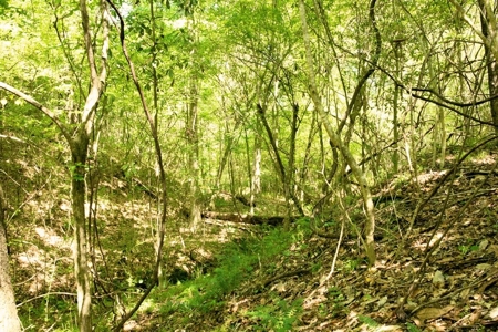 23 Acres Land for Sale in Jackson, East Feliciana Parish, LA - image 8