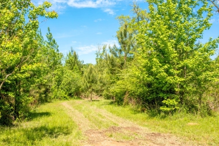 23 Acres Land for Sale in Jackson, East Feliciana Parish, LA - image 3
