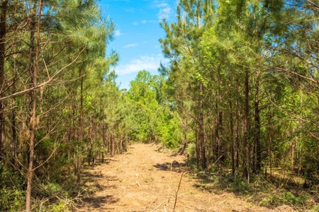 23 Acres Land for Sale in Jackson, East Feliciana Parish, LA - image 4