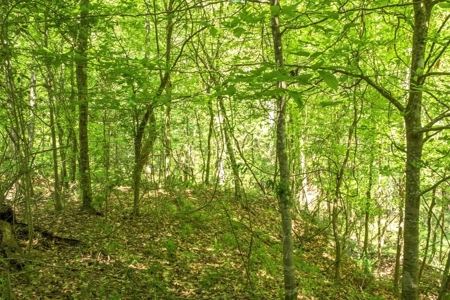23 Acres Land for Sale in Jackson, East Feliciana Parish, LA - image 11