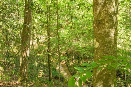 23 Acres Land for Sale in Jackson, East Feliciana Parish, LA - image 16