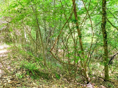 23 Acres Land for Sale in Jackson, East Feliciana Parish, LA - image 31