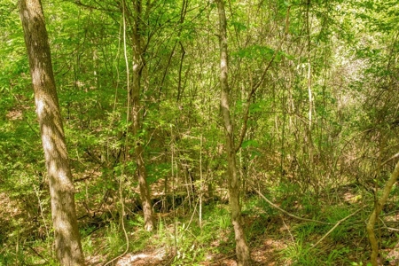 23 Acres Land for Sale in Jackson, East Feliciana Parish, LA - image 7