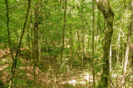 23 Acres Land for Sale in Jackson, East Feliciana Parish, LA - image 12