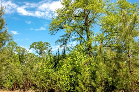 23 Acres Land for Sale in Jackson, East Feliciana Parish, LA - image 5