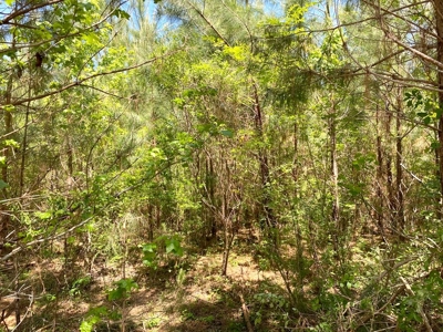 23 Acres Land for Sale in Jackson, East Feliciana Parish, LA - image 45