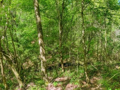 23 Acres Land for Sale in Jackson, East Feliciana Parish, LA - image 33