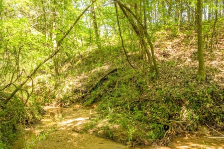 23 Acres Land for Sale in Jackson, East Feliciana Parish, LA - image 13
