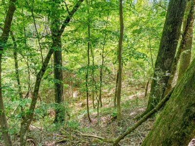 23 Acres Land for Sale in Jackson, East Feliciana Parish, LA - image 34