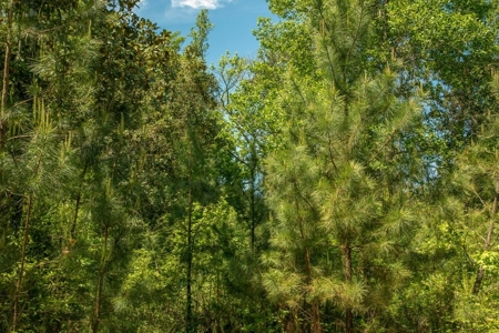 23 Acres Land for Sale in Jackson, East Feliciana Parish, LA - image 22