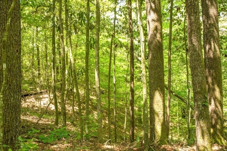 23 Acres Land for Sale in Jackson, East Feliciana Parish, LA - image 17