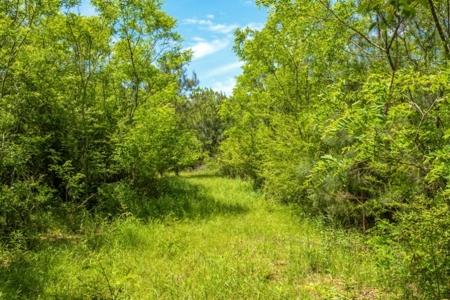 23 Acres Land for Sale in Jackson, East Feliciana Parish, LA - image 23