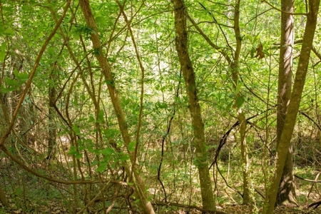 23 Acres Land for Sale in Jackson, East Feliciana Parish, LA - image 6