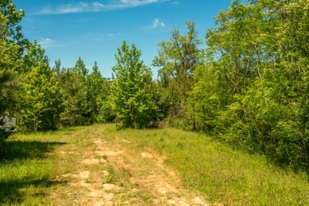 23 Acres Land for Sale in Jackson, East Feliciana Parish, LA - image 21
