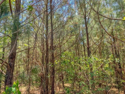 23 Acres Land for Sale in Jackson, East Feliciana Parish, LA - image 47
