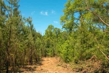 23 Acres Land for Sale in Jackson, East Feliciana Parish, LA - image 27