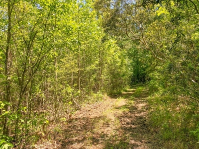 23 Acres Land for Sale in Jackson, East Feliciana Parish, LA - image 40