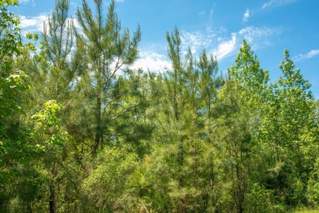 23 Acres Land for Sale in Jackson, East Feliciana Parish, LA - image 25