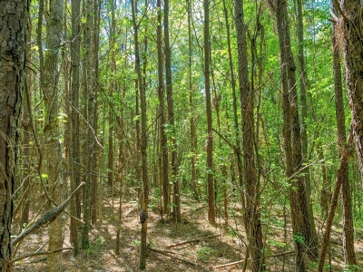 23 Acres Land for Sale in Jackson, East Feliciana Parish, LA - image 32