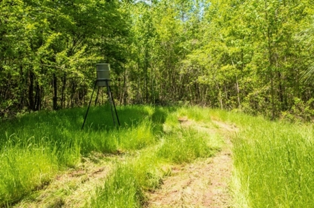 23 Acres Land for Sale in Jackson, East Feliciana Parish, LA - image 18