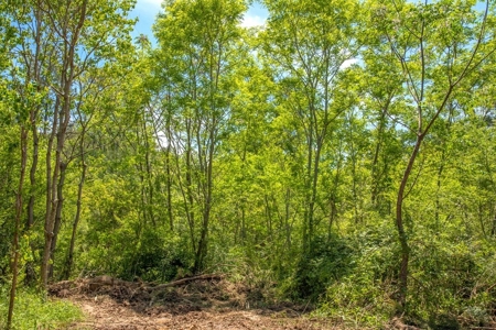 23 Acres Land for Sale in Jackson, East Feliciana Parish, LA - image 26