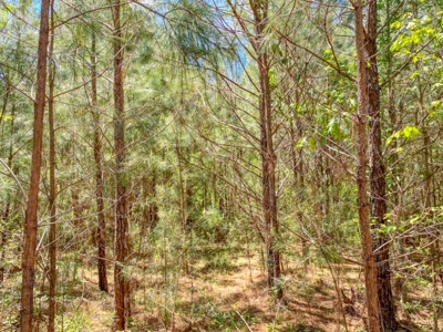 23 Acres Land for Sale in Jackson, East Feliciana Parish, LA - image 46
