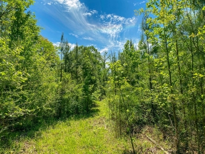 23 Acres Land for Sale in Jackson, East Feliciana Parish, LA - image 44