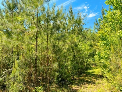 23 Acres Land for Sale in Jackson, East Feliciana Parish, LA - image 42