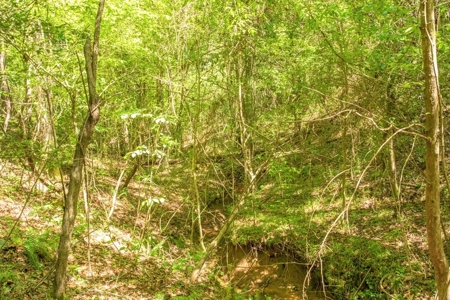 23 Acres Land for Sale in Jackson, East Feliciana Parish, LA - image 9